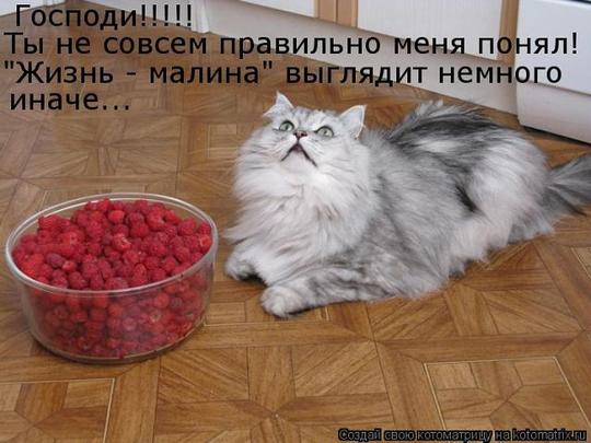 Эти забавные животные., nkolbasov, Одинцово, Ново-Спортивная д.6