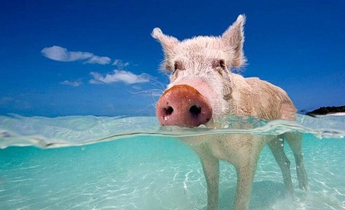 Эти забавные животные., nkolbasov, Одинцово, Ново-Спортивная д.6