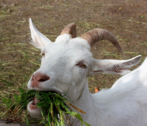 Эти забавные животные., nkolbasov, Одинцово, Ново-Спортивная д.6