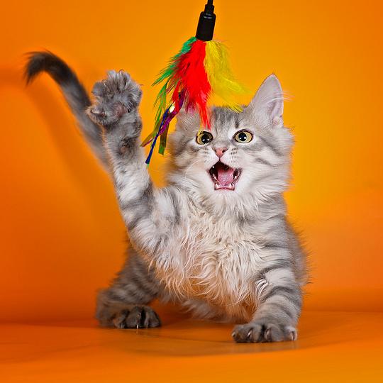 Эти забавные животные., nkolbasov, Одинцово, Ново-Спортивная д.6