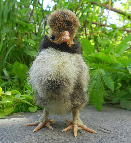 Эти забавные животные., nkolbasov, Одинцово, Ново-Спортивная д.6