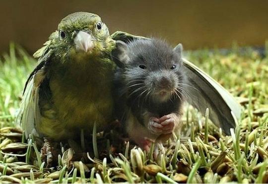 Эти забавные животные., nkolbasov, Одинцово, Ново-Спортивная д.6