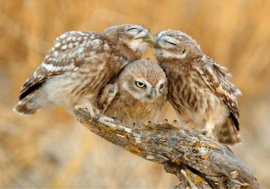 Эти забавные животные., nkolbasov, Одинцово, Ново-Спортивная д.6