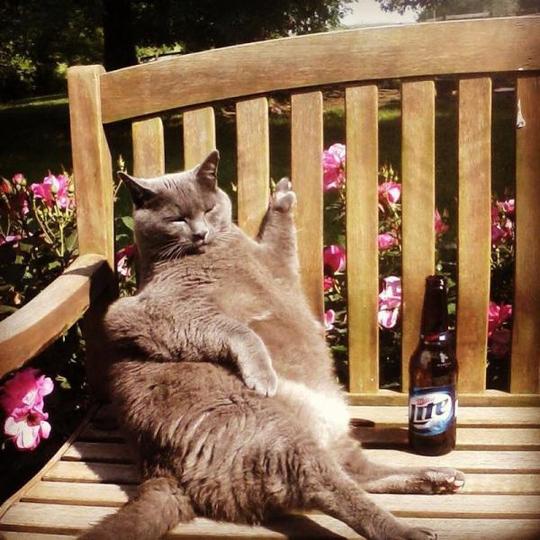 Эти забавные животные., nkolbasov, Одинцово, Ново-Спортивная д.6