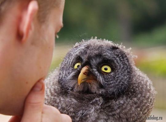 Эти забавные животные., nkolbasov, Одинцово, Ново-Спортивная д.6