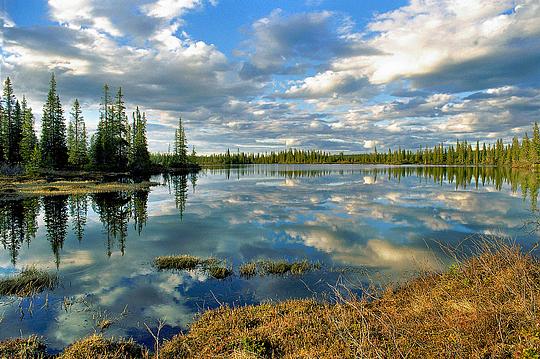 Наш лес., biostan1991, Звенигородская биостанция МГУ, Звенигородская биостанция МГУ д.12