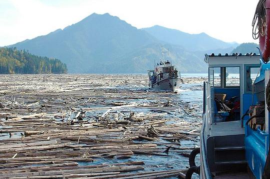 Наш лес., biostan1991, Звенигородская биостанция МГУ, Звенигородская биостанция МГУ д.12