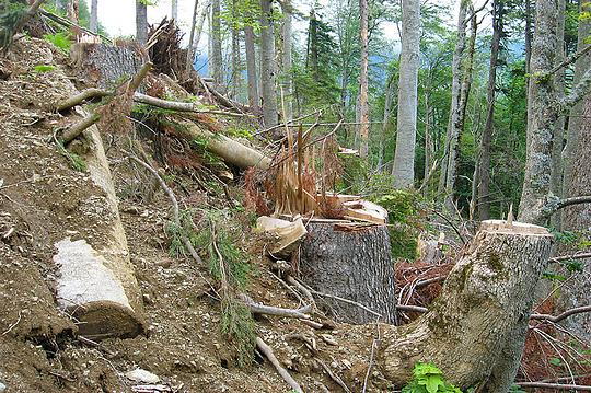 Наш лес., biostan1991, Звенигородская биостанция МГУ, Звенигородская биостанция МГУ д.12