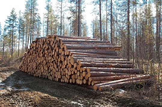 Наш лес., biostan1991, Звенигородская биостанция МГУ, Звенигородская биостанция МГУ д.12