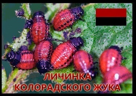 УНА УНСО ОУН смердячие псы собаки Гитлера, ac19411941, Одинцово