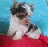 мальчики 2, 5м продажа т8 916 581 86 22