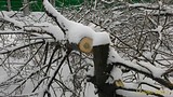 P 20161113 154532 1 p