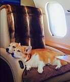 Собачки Шувалова