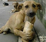 кусок спасет