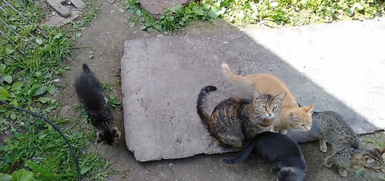 Моя сКОТина…, Стройки, дачи, гаражи, nkolbasov, Одинцово, Ново-Спортивная д.6