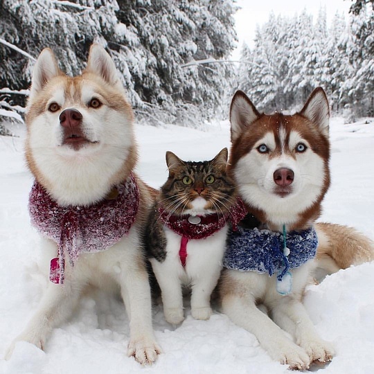 Друзья., Эти забавные животные., nkolbasov, Одинцово, Ново-Спортивная д.6