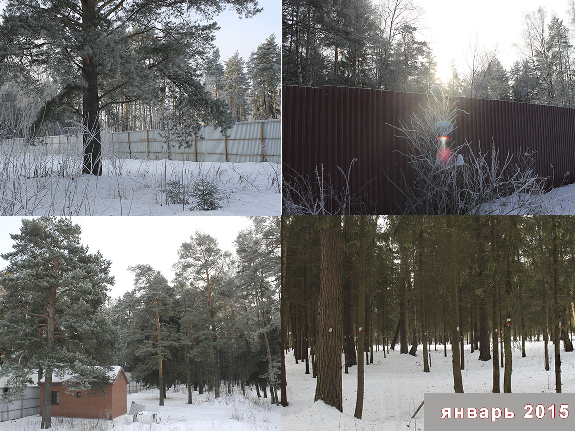 Огороженный участок леса, январь 2015