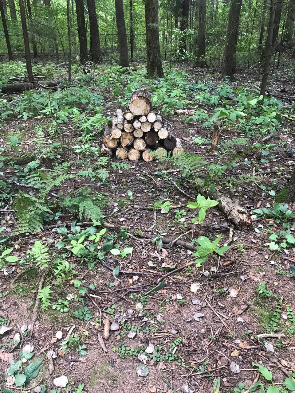 Практически все распиленные деревья жители впоследствии забрали на дрова, оставшиеся были утилизированы