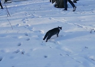 Кот