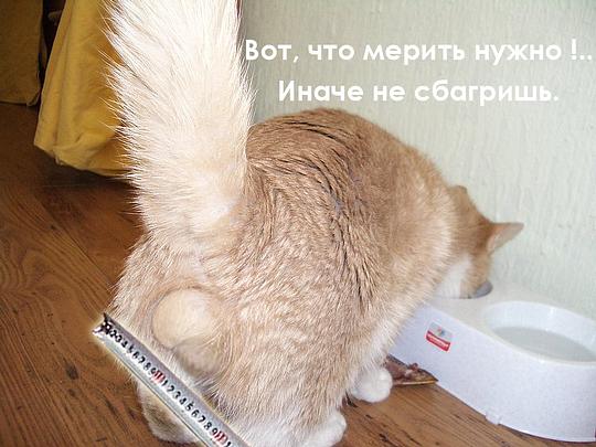 Вот, что мерить нужно..., КЫЛИНЫ жабы, Goshko, Одинцово