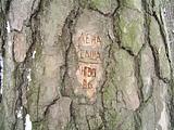 Надпись на дереве