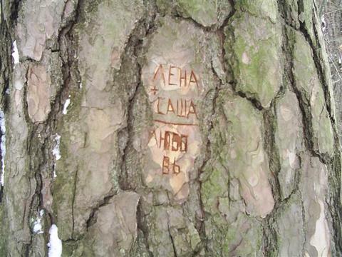 Надпись на дереве, Разное., komandir, Одинцово