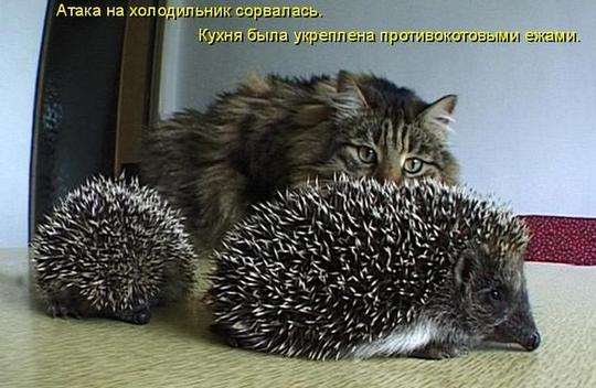 И СМЕХ И ГРЕХ !, nkolbasov, Одинцово, Ново-Спортивная д.6